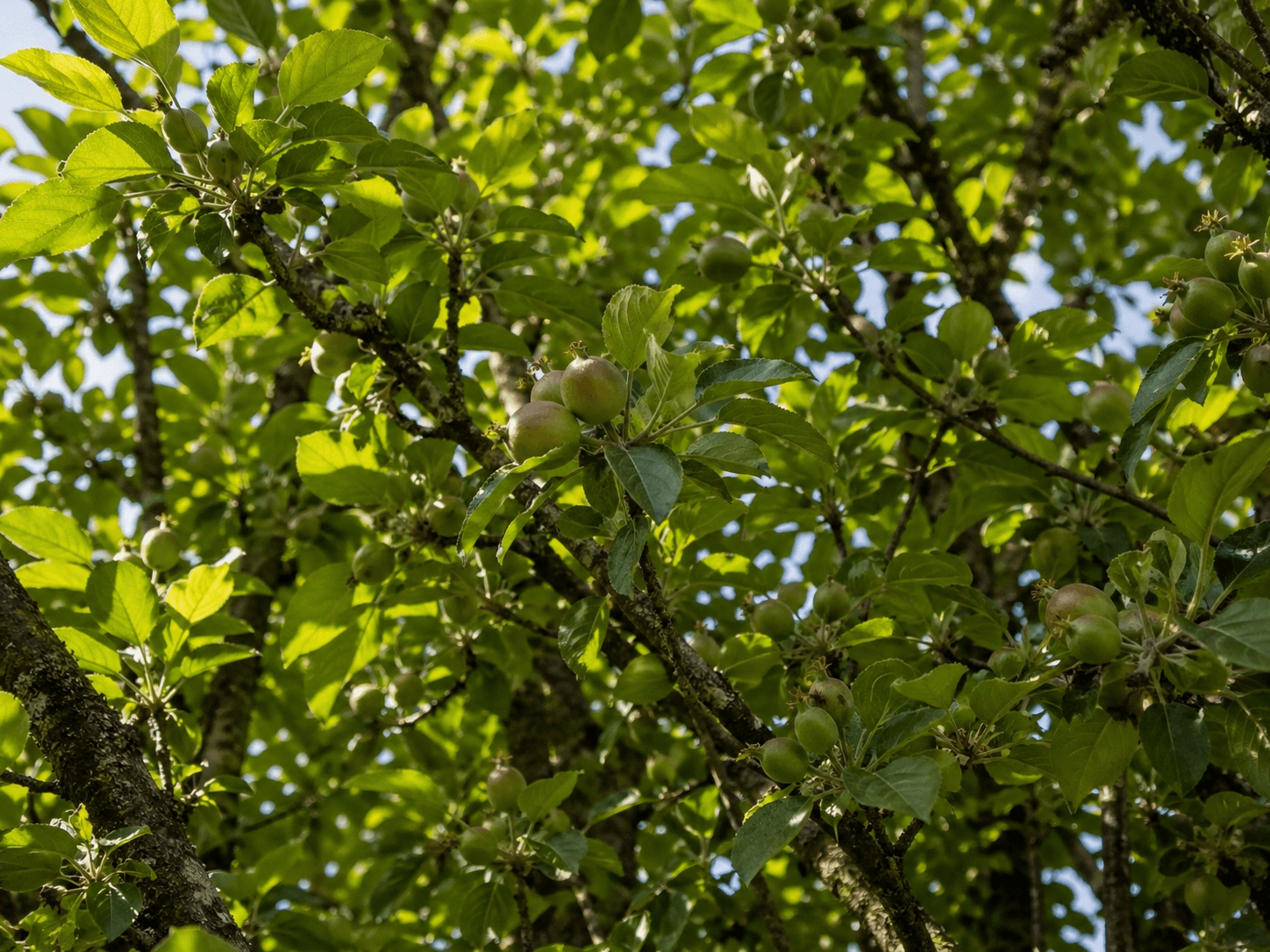 Orchard canopy in early summer with dappled light